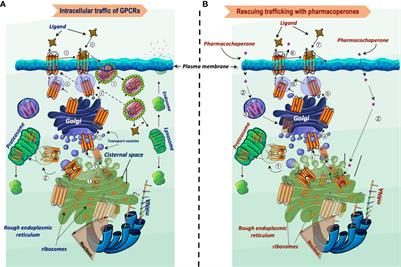 Targeting trafficking as a therapeutic avenue for misfolded GPCRs leading to endocrine diseases